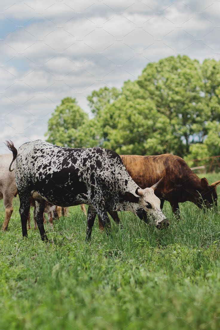 NguniCowsGrazingbyRenJordaanPhotographyon